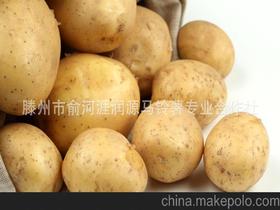 滕州市俞河涯润源马铃薯专业合作社15589204157 企业库 