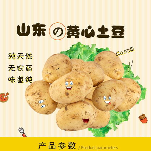 山东新鲜大土豆批发5 10斤现挖现发精品黄皮大土豆洋芋马铃薯