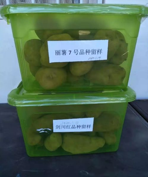产业扶贫彰显担当,实干帮扶践行责任 让剑川 花心 洋芋火起来