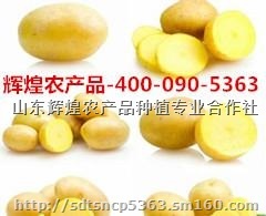 供应迷你小土豆小洋芋小马铃薯-就选:辉煌农产品,迷你小土豆生产供应商-辉煌农产品