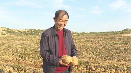 塞北洋芋喜丰收亩产达到1.6万斤