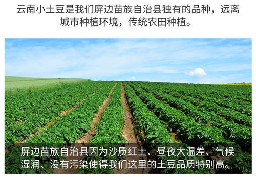 现挖新鲜云南土豆批发10 5斤装洋芋马铃薯黄心精品土豆新鲜蔬菜