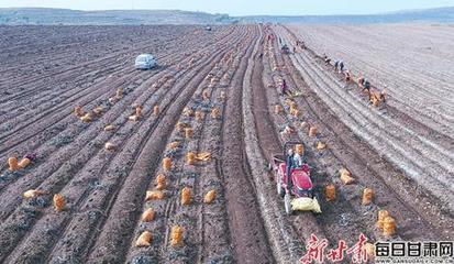 抢抓农时 定西马铃薯丰收了