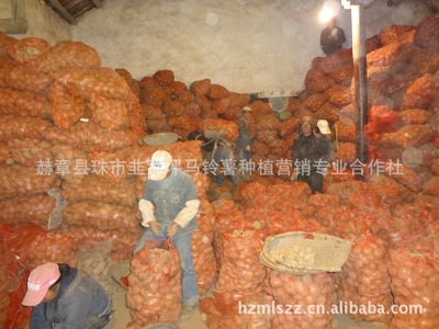 【供应马铃薯 大量出售马铃薯 欢迎来电洽谈(图)】价格,厂家,图片,根块、根茎类,赫章县珠市韭菜坪马铃薯种植营销专业合作社-