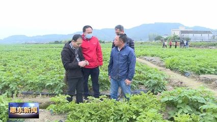 2022年全省冬种马铃薯优新品种示范推广现场观摩会在惠东县举办