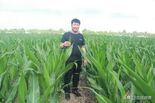 榆树市环城乡增益家庭农场采用滴灌水肥一体化种植技术科学种田