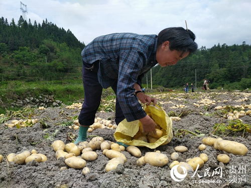 收购价高于市场价 马铃薯种植户们高兴了