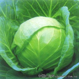 河北沽源圣鑫蔬菜专业合作社