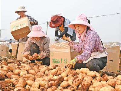 砚山:冬早马铃薯喜获丰收