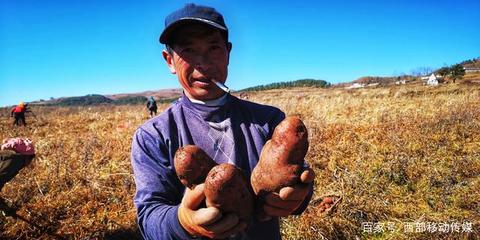 探秘受宠的昭通大山包大阳窝洋芋