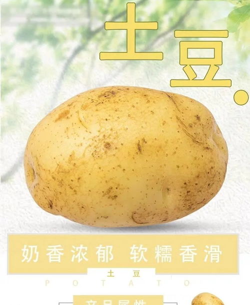 现挖新鲜土豆5 10斤包邮小土豆农产品黄心马铃薯时令蔬菜农家自种