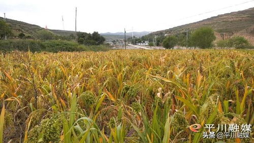 平川区种田乡 生态 产业绘就乡村振兴新蓝图