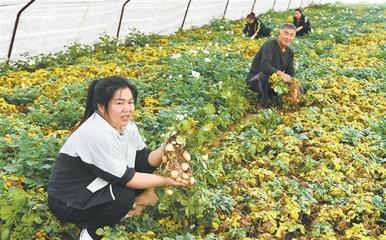 巧手绘就乡村振兴新画卷