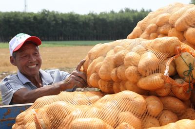 亩产4.39吨!乐陵马铃薯大田示范种植产量创新高