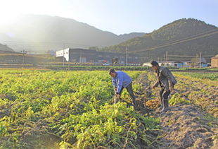 庆元县新闻门户网站