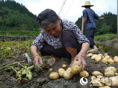 收购价高于市场价 马铃薯种植户们高兴了