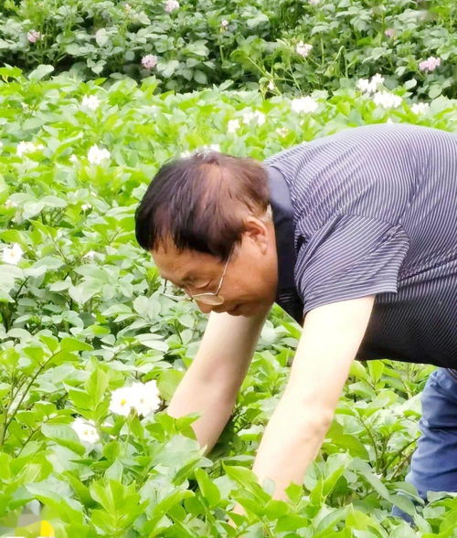 马铃薯得了晚疫病怎么办 临洮县 四到位 稳固来防范