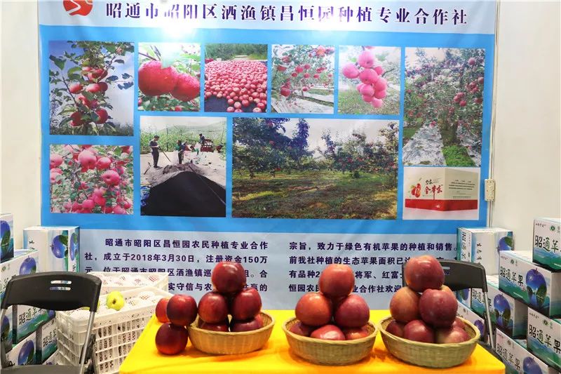 昭通苹果展销会明日盛大启幕,亮点抢先看(组图)
