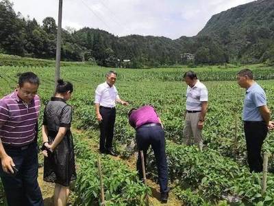 他山之石 | 解析农业农村部产业扶贫的恩施模式