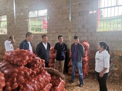 “土豆”变身“金豆豆”!自贸区昆明片区帮扶项目初见成效