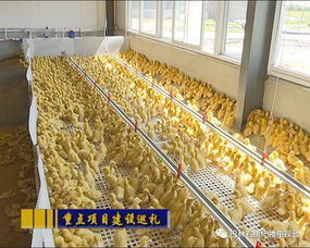 宝日勿苏镇抓重点产业项目夯实经济高质量发展基础