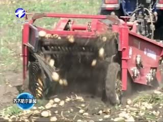 依安县黑地房子马铃薯合作社开始起收马铃薯