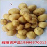 【滕州市辉煌农产品种植专业合作社】 主营:迷你小土豆/_滕州市辉煌农产品种植专业合作社