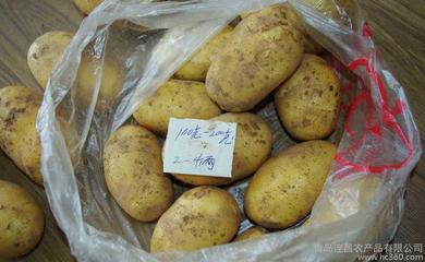 保鲜土豆 工厂出口土豆 胶州荷兰土豆 自产自销土豆 马铃薯图片_高清图_细节图-青岛墨河农产品专业合作社