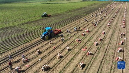 河北围场:60多万亩马铃薯迎丰收