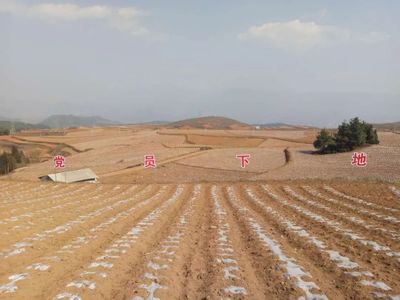西魁种植专业合作社:党支部搭台,贫困户脱贫