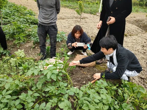 这里的土豆真的好 省女企业家协会助力恩施 妇字号 企业硒土豆销售