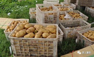 内蒙古四子王旗土豆产品走进深圳市场