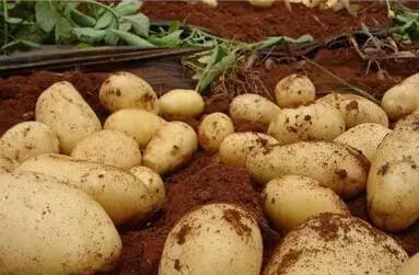 中国最美食材品牌马铃薯展示推介活动在京成功举办